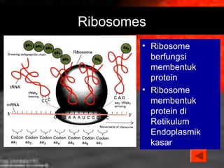 Ribosomes 
• Ribosome 
berfungsi 
membentuk 
protein 
• Ribosome 
membentuk 
protein di 
Retikulum 
Endoplasmik 
kasar 
 