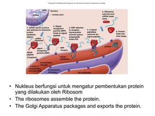 • Nukleus berfungsi untuk mengatur pembentukan protein 
yang dilakukan oleh Ribosom 
• The ribosomes assemble the protein. 
• The Golgi Apparatus packages and exports the protein. 
 