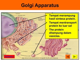 Golgi Apparatus 
• Tempat menampung 
hasil sintesa protein. 
• Tempat mentransport 
protein ke luar sel 
• The protein 
ditampung dalam 
vesicles. 
KEMBALI 
 