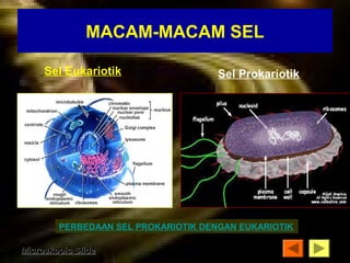 MACAM-MACAM SEL 
Sel Eukariotik Sel Prokariotik 
PERBEDAAN SEL PROKARIOTIK DENGAN EUKARIOTIK 
MMiiccrroosskkooppiicc SSlliiddee 
 