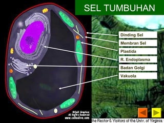 SEL TUMBUHAN 
Dinding Sel 
Membran Sel 
Plastida 
R. Endoplasma 
Badan Golgi 
Vakuola 
 