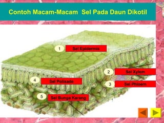 Contoh Macam-Macam Sel Pada Daun Dikotil 
Sel Epidermis 
Sel Polisade 
Sel Bunga Karang 
Sel Xylem 
Sel Phloem 
1 
2 
5 
4 
3 
 