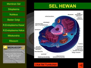 Membran Sel 
Sitoplasma 
Nukleus 
Badan Golgi 
R.Endoplasma Kasar 
R.Endoplasma Halus 
Mitokondria 
Ribosom 
SEL HEWAN 
Lihat Sel Tumbuhan 
 