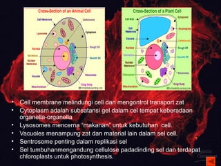 • Cell membrane melindungi cell dan mengontrol transport zat 
• Cytoplasm adalah subsatansi gel dalam cel tempat keberadaan 
organella-organella 
• Lysosomes mencerna “makanan” untuk kebutuhan cell. 
• Vacuoles menampung zat dan material lain dalam sel cell. 
• Sentrosome penting dalam replikasi sel 
• Sel tumbuhanmengandung cellulose padadinding sel dan terdapat 
chloroplasts untuk photosynthesis. 
 