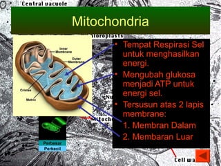 Mitochondria 
• Tempat Respirasi Sel 
untuk menghasilkan 
energi. 
• Mengubah glukosa 
menjadi ATP untuk 
energi sel. 
• Tersusun atas 2 lapis 
membrane: 
1. Membran Dalam 
2. Membaran Luar 
Perbesar 
Perkecil 
 