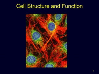 Cell Structure and Function

1

 