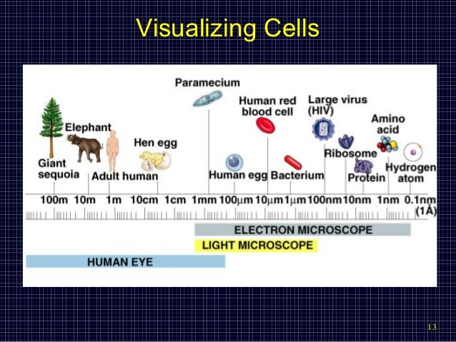 Struktur Sel Dan Fungsinya Osn