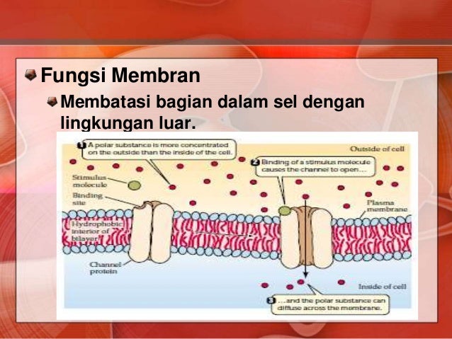 Struktur sel  dan  organel 