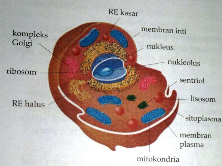 Struktur sel eukariotik 
