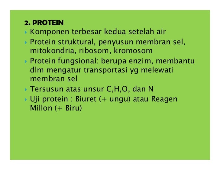 Protein struktural dan fungsional