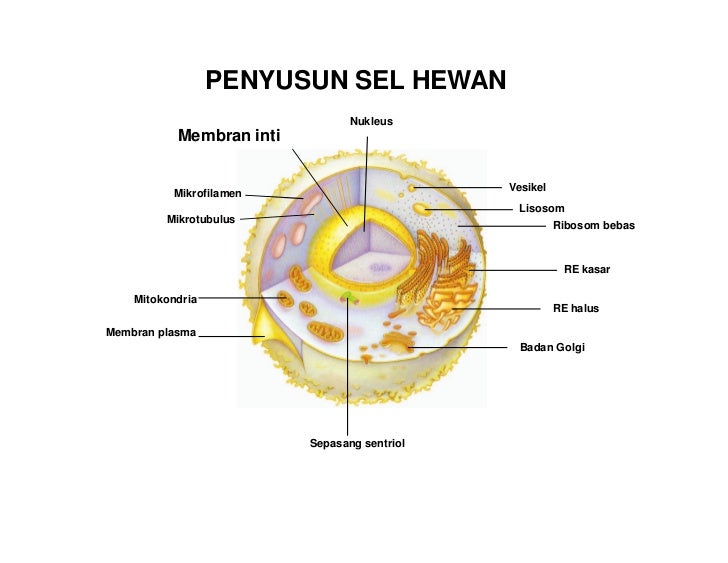 Struktur sel  oleh ismail