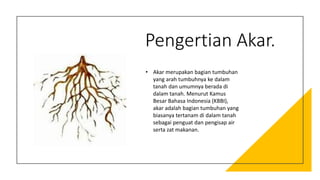 Struktur Tanaman (Akar) | PPTX
