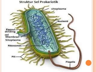 Struktur Tubuh Bakteri