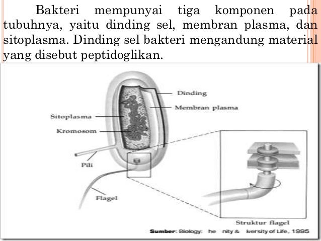 Struktur Tubuh Bakteri