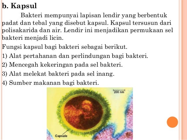 Struktur Tubuh Bakteri