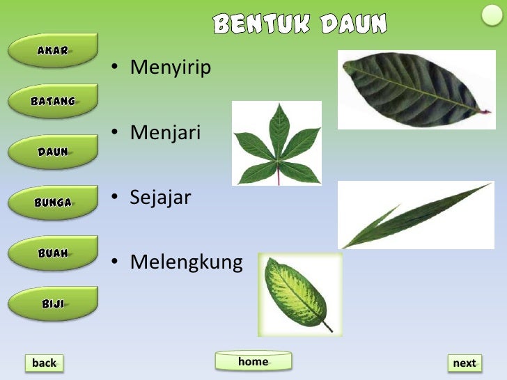  Struktur  tumbuhan