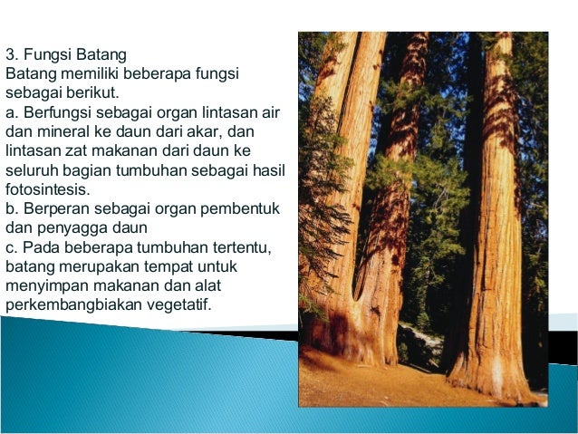 Struktur dan Fungsi Tumbuhan Struktur dan Fungsi Tumbuhan