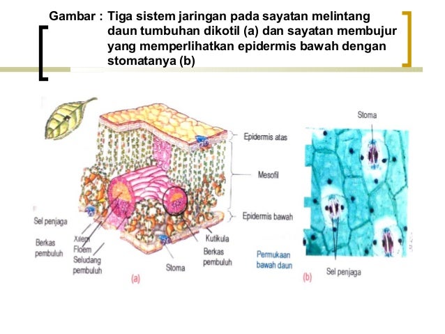  Struktur  Tumbuhan 