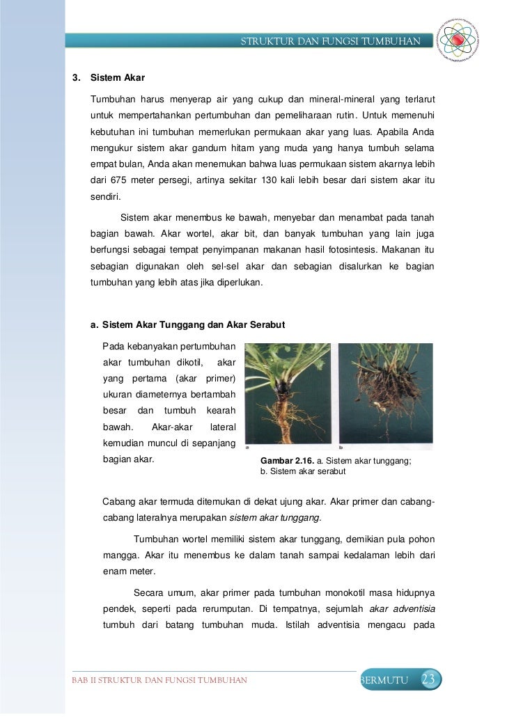 Struktur Tumbuhan