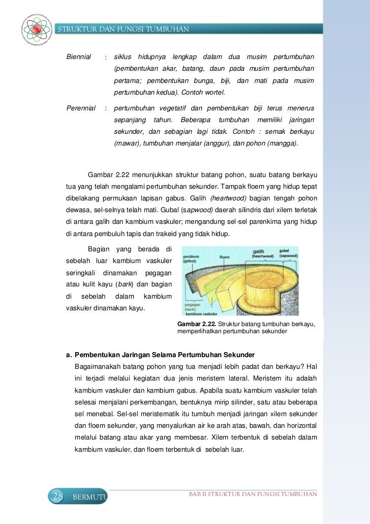 Struktur Tumbuhan