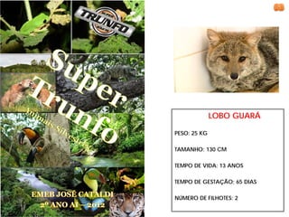 LOBO GUARÁ

PESO: 25 KG

TAMANHO: 130 CM

TEMPO DE VIDA: 13 ANOS

TEMPO DE GESTAÇÃO; 65 DIAS

NÚMERO DE FILHOTES: 2
 