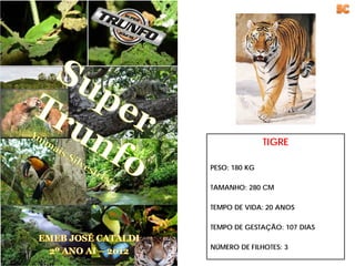 TIGRE

PESO: 180 KG

TAMANHO: 280 CM

TEMPO DE VIDA: 20 ANOS

TEMPO DE GESTAÇÃO: 107 DIAS

NÚMERO DE FILHOTES: 3
 