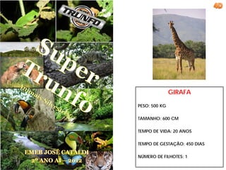 GIRAFA

PESO: 500 KG

TAMANHO: 600 CM

TEMPO DE VIDA: 20 ANOS

TEMPO DE GESTAÇÃO: 450 DIAS

NÚMERO DE FILHOTES: 1
 