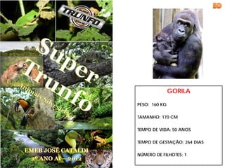 GORILA

PESO: 160 KG

TAMANHO: 170 CM

TEMPO DE VIDA: 50 ANOS

TEMPO DE GESTAÇÃO: 264 DIAS

NÚMERO DE FILHOTES: 1
 