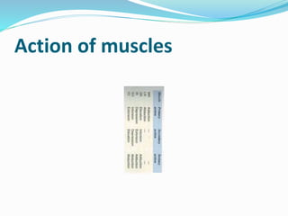 Action of muscles