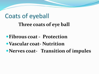 Coats of eyeball
Three coats of eye ball
Fibrous coat - Protection
Vascular coat- Nutrition
Nerves coat- Transition of impules
