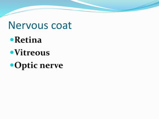 Nervous coat
Retina
Vitreous
Optic nerve