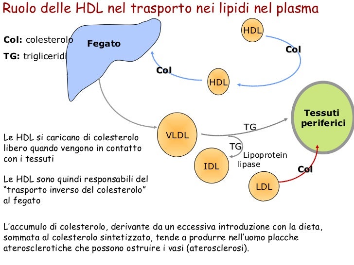 Cosa Sono I Lipidi Nel Sangue Struttura e funzioni delle lipoproteine plasmatiche