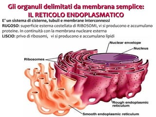 Gli organuli delimitati da membrana semplice:
IL RETICOLO ENDOPLASMATICO

E’ un sistema di cisterne, tubuli e membrane interconnessi
RUGOSO: superficie esterna costellata di RIBOSOMI, vi si producono e accumulano
proteine. In continuità con la membrana nucleare esterna
LISCIO: privo di ribosomi, vi si producono e accumulano lipidi

 