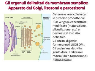 Gli organuli delimitati da membrana semplice:
Apparato del Golgi, lisosomi e perossisomi
Cisterne e vescicole in cui
le proteine prodotte dal
RER vengono concentrate,
modificate (maturazione,
glicosilazione, etc) e
destinate al loro sito
definitivo.
Gli enzimi digestivi
formeranno i LISOSOMI.
Gli enzimi ossidativi in
grado di neutralizzare i
radicali liberi formeranno i
PEROSSISOMI

 