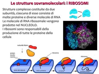 Le strutture sovramolecolari: i RIBOSOMI
Strutture complesse costituite da due
subunità, ciascuna di esse consiste di
molte proteine e diverse molecole di RNA
Le molecole di RNA ribosomale vengono
prodotte nel NUCLEOLO.
I ribosomi sono responsabili della
produzione di tutte le proteine della
cellula

 