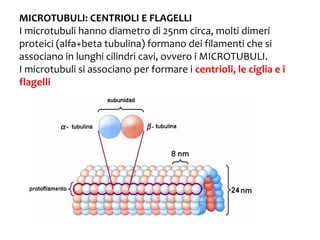MICROTUBULI: CENTRIOLI E FLAGELLI
I microtubuli hanno diametro di 25nm circa, molti dimeri
proteici (alfa+beta tubulina) formano dei filamenti che si
associano in lunghi cilindri cavi, ovvero i MICROTUBULI.
I microtubuli si associano per formare i centrioli, le ciglia e i
flagelli

 