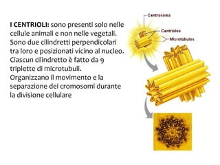 I CENTRIOLI: sono presenti solo nelle
cellule animali e non nelle vegetali.
Sono due cilindretti perpendicolari
tra loro e posizionati vicino al nucleo.
Ciascun cilindretto è fatto da 9
triplette di microtubuli.
Organizzano il movimento e la
separazione dei cromosomi durante
la divisione cellulare

 