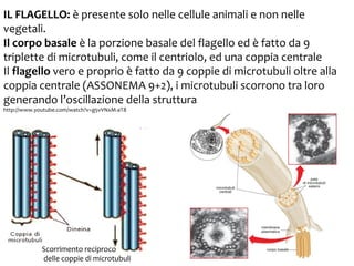 IL FLAGELLO: è presente solo nelle cellule animali e non nelle
vegetali.
Il corpo basale è la porzione basale del flagello ed è fatto da 9
triplette di microtubuli, come il centriolo, ed una coppia centrale
Il flagello vero e proprio è fatto da 9 coppie di microtubuli oltre alla
coppia centrale (ASSONEMA 9+2), i microtubuli scorrono tra loro
generando l’oscillazione della struttura
http://www.youtube.com/watch?v=g5vVNxM-aT8

Scorrimento reciproco
delle coppie di microtubuli

 