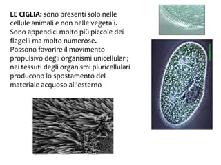 LE CIGLIA: sono presenti solo nelle
cellule animali e non nelle vegetali.
Sono appendici molto più piccole dei
flagelli ma molto numerose.
Possono favorire il movimento
propulsivo degli organismi unicellulari;
nei tessuti degli organismi pluricellulari
producono lo spostamento del
materiale acquoso all’esterno

 