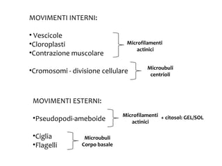 MOVIMENTI INTERNI:
• Vescicole
•Cloroplasti
•Contrazione muscolare

Microfilamenti
actinici

•Cromosomi - divisione cellulare

Microubuli
centrioli

MOVIMENTI ESTERNI:
•Pseudopodi-ameboide
•Ciglia
•Flagelli

Microubuli
Corpo basale

Microfilamenti + citosol: GEL/SOL
actinici

 