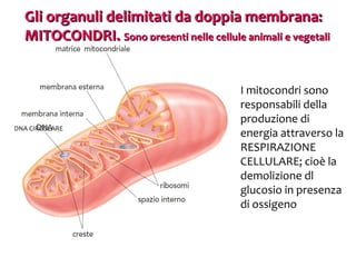 Gli organuli delimitati da doppia membrana:
MITOCONDRI. Sono presenti nelle cellule animali e vegetali

DNA CIRCOLARE

I mitocondri sono
responsabili della
produzione di
energia attraverso la
RESPIRAZIONE
CELLULARE; cioè la
demolizione dl
glucosio in presenza
di ossigeno

 