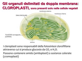 Gli organuli delimitati da doppia membrana:
CLOROPLASTI, sono presenti solo nelle cellule vegetali
DNA CIRCOLARE

TILACOIDI sovrapposti
(GRANA)

I cloroplasti sono responsabili della fotosintesi clorofilliana
attraverso cui si produce glucosio da CO2 e H2O.
Possono contenere amido (amiloplasti) o sostanze colorate
(cromoplasti)

 