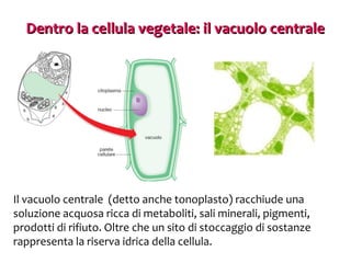 Dentro la cellula vegetale: il vacuolo centrale

Il vacuolo centrale (detto anche tonoplasto) racchiude una
soluzione acquosa ricca di metaboliti, sali minerali, pigmenti,
prodotti di rifiuto. Oltre che un sito di stoccaggio di sostanze
rappresenta la riserva idrica della cellula.

 
