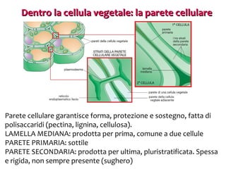 Dentro la cellula vegetale: la parete cellulare

Parete cellulare garantisce forma, protezione e sostegno, fatta di
polisaccaridi (pectina, lignina, cellulosa).
LAMELLA MEDIANA: prodotta per prima, comune a due cellule
PARETE PRIMARIA: sottile
PARETE SECONDARIA: prodotta per ultima, pluristratificata. Spessa
e rigida, non sempre presente (sughero)

 