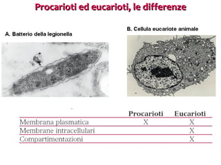 Procarioti ed eucarioti, le differenze

 