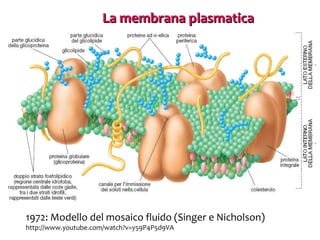 La membrana plasmatica

1972: Modello del mosaico fluido (Singer e Nicholson)
http://www.youtube.com/watch?v=y59P4P5d9VA

 