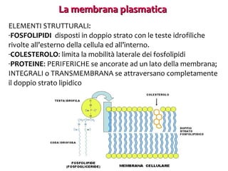 La membrana plasmatica
ELEMENTI STRUTTURALI:
-FOSFOLIPIDI disposti in doppio strato con le teste idrofiliche
rivolte all’esterno della cellula ed all’interno.
-COLESTEROLO: limita la mobilità laterale dei fosfolipidi
-PROTEINE: PERIFERICHE se ancorate ad un lato della membrana;
INTEGRALI o TRANSMEMBRANA se attraversano completamente
il doppio strato lipidico

 