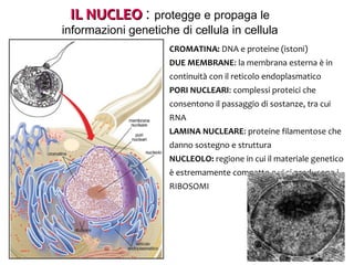 IL NUCLEO : protegge e propaga le

informazioni genetiche di cellula in cellula
CROMATINA: DNA e proteine (istoni)
DUE MEMBRANE: la membrana esterna è in
continuità con il reticolo endoplasmatico
PORI NUCLEARI: complessi proteici che
consentono il passaggio di sostanze, tra cui
RNA
LAMINA NUCLEARE: proteine filamentose che
danno sostegno e struttura
NUCLEOLO: regione in cui il materiale genetico
è estremamente compatto e vi si producono i
RIBOSOMI

 