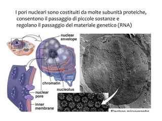 I pori nucleari sono costituiti da molte subunità proteiche,
consentono il passaggio di piccole sostanze e
regolano il passaggio del materiale genetico (RNA)

 