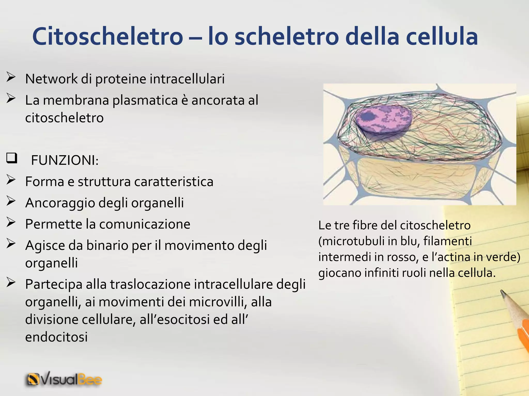 Struttura Delle Cellule PPT struttura-delle-cellule-ppt